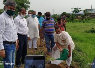 विप्र फाउंडेशन, पश्चिम बंगाल पुरुलिया इकाई द्वारा वृक्षारोपण।